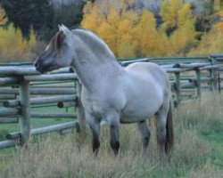 stallion Smedsmo Gråen N-96-2695 (Fjord Horse, 1996, from Lisjegråen N-92-2877)