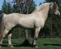 stallion Skogheims Viljar (Fjord Horse, 2009, from Merinas Emil)