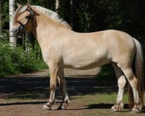 broodmare Solsikkens Katla 55 F (Fjord Horse, 2005, from Ljosprins 4 F)