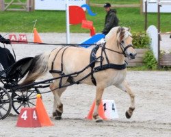 horse Ingo Godthaab (Fjord Horse, 2015, from Trollfin)