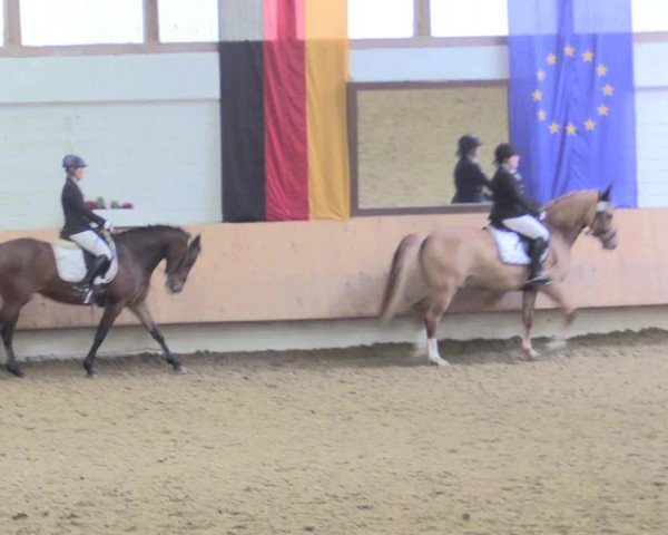 Reitturnier Bottrop 2016