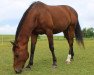 dressage horse Lord Weinland (Oldenburg, 2006, from Living)