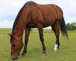 dressage horse Lord Weinland (Oldenburg, 2006, from Living)