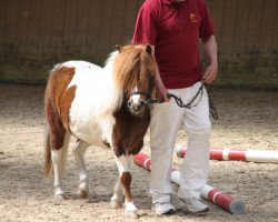 broodmare Shakira (Shetland Pony, 2012, from Nick)