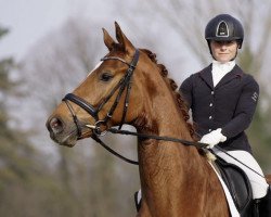 dressage horse Don Basti (Westphalian, 2015, from Don Frederic 3)