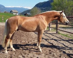 Deckhengst Stakkato-V (Haflinger,  , von Sternwächter)