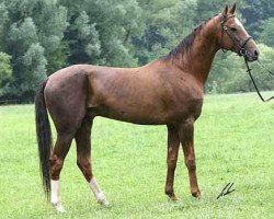 stallion Oglan (Akhal-Teke, 2001, from Khutor)