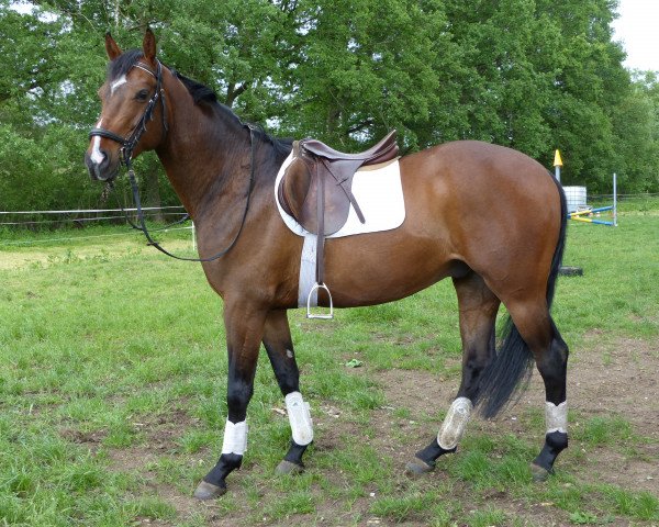 horse No name (Hanoverian, 2015, from Fabriano)