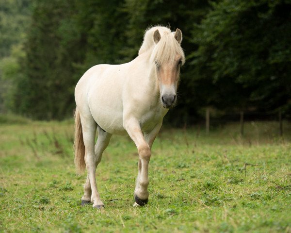 horse Mijel (Fjord Horse, 2018, from Golf Gudenå)