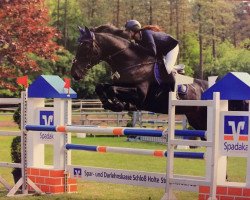 stallion Taunus (polish noble half-breed, 2001, from Lavendel)