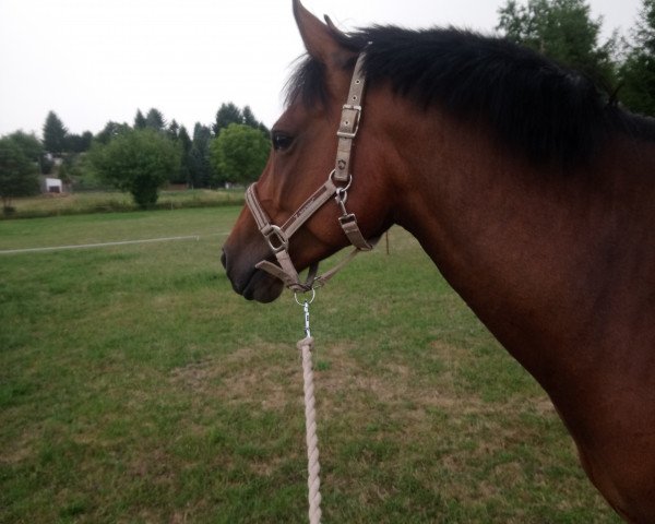 Pferd Asterix (Kleines Deutsches Pony, 2013, von Airman xx)