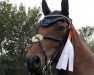 jumper Diarados R (Hanoverian, 2009, from Diarado)