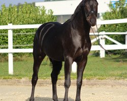 dressage horse Foo Fighter (Oldenburg, 2017, from Fürstenball)