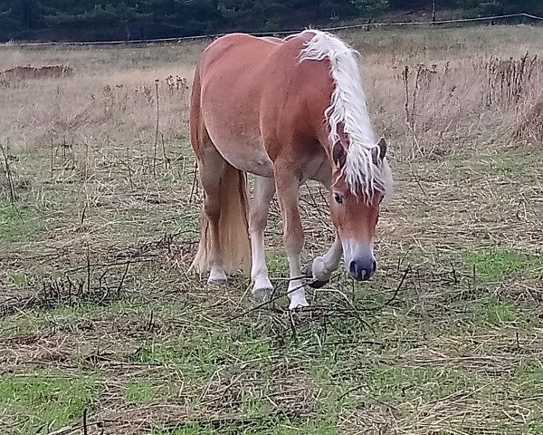 Zuchtstute Halali (Haflinger, 2016, von Amore Mio)