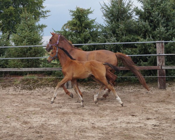 dressage horse Hengst von Estobar NRW / Londonderry (Hanoverian, 2019, from Estobar NRW)