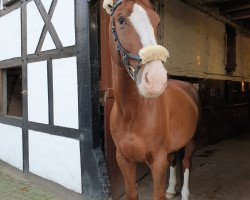 Springpferd Elros (KWPN (Niederländisches Warmblut), 2009, von Paddox)