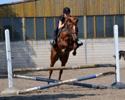 jumper Dame de Coeur 2 (German Riding Pony, 2008, from Donauwind)