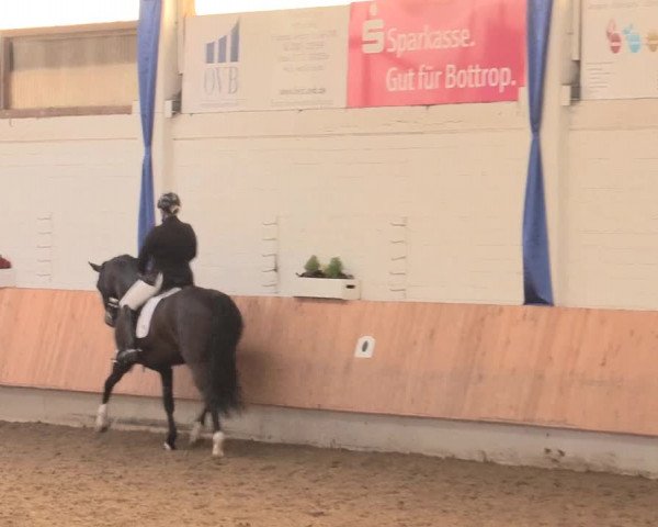 Reitturnier Bottrop 2016