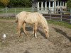 dressage horse Niccolo 10 (German Riding Pony, 2019, from Heidbergs Nancho Nova)