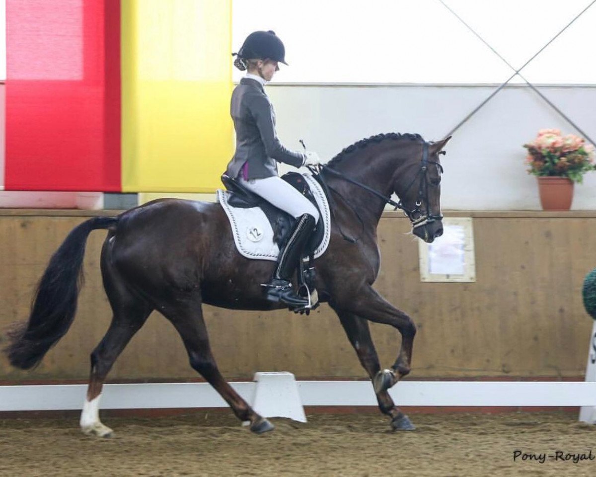 broodmare Clara Clawitter HS (German Riding Pony, 2010, from Constantin)
