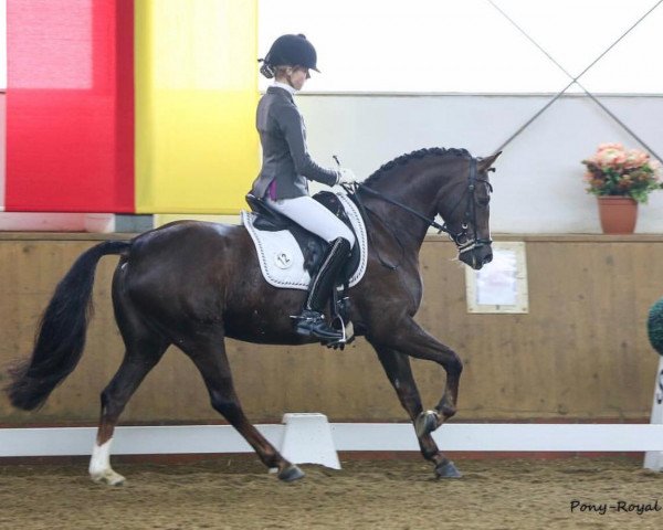broodmare Clara Clawitter HS (German Riding Pony, 2010, from Constantin)