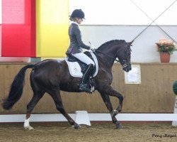 dressage horse Clara Clawitter HS (Deutsches Reitpony, 2010, from Constantin)