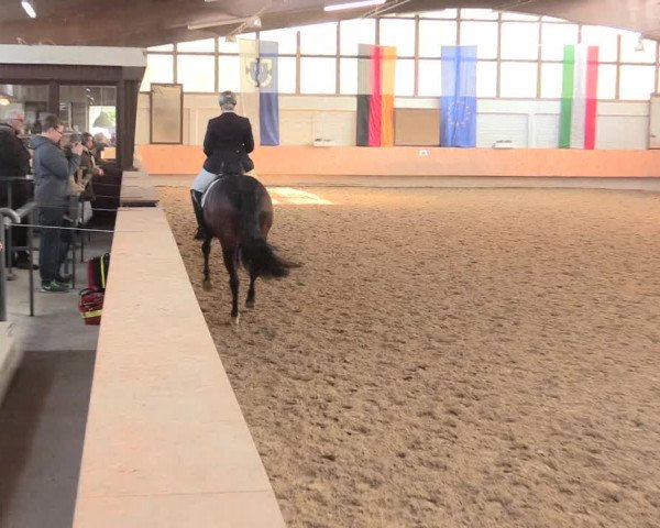 Reitturnier Bottrop 2016
