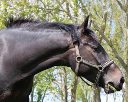 dressage horse Mont Ventoux BD (German Riding Pony, 2012, from Mandingo)