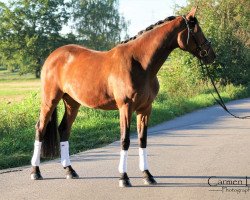 broodmare Calawinga (Württemberger, 2011, from Colorido)