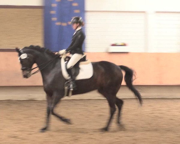 Reitturnier Bottrop 2016