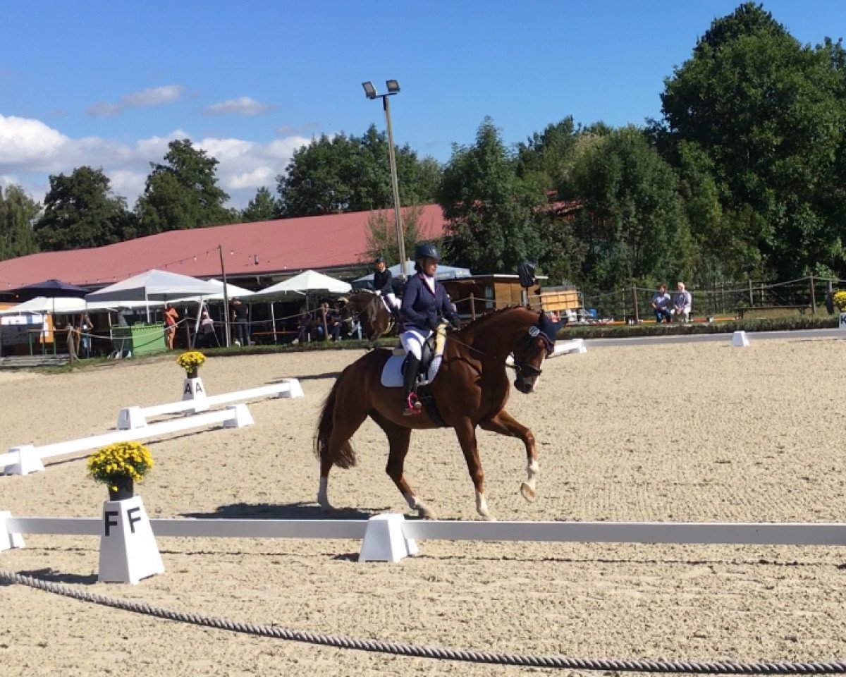 dressage horse Qapocino (German Sport Horse, 2015, from Quaterback)