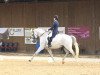 dressage horse Dream On S CH (Swiss Warmblood, 2008, from Dream of Night Fluswiss CH)