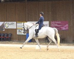 dressage horse Dream On S CH (Swiss Warmblood, 2008, from Dream of Night Fluswiss CH)