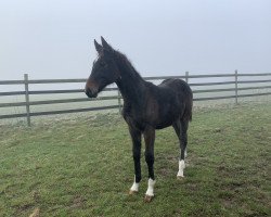 horse Cluster F (Westfale, 2019, from Congress 4)