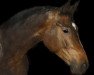 dressage horse Rusty Rocket (Rhinelander, 2011, from Rocket Star)