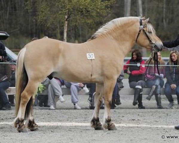 horse Smedsmos Major (Fjord Horse, 2009, from Ronnjo N.2661)