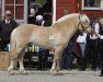 horse Sør Samiro N.2266 (Fjord Horse, 2008, from Eikåsen Gullfaks N.2679)