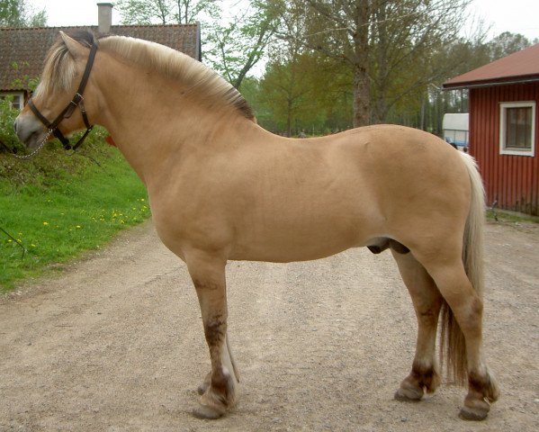 stallion Kim Hero 8 F (Fjord Horse, 1996, from Myklestaden N.2505)