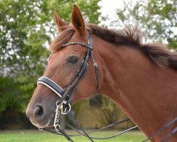 dressage horse Almond (Oldenburg, 2009, from Don Frederico)