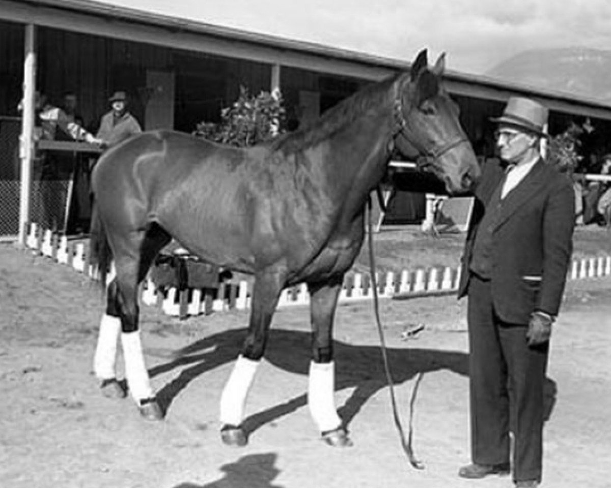 Deckhengst Seabiscuit xx (Englisches Vollblut, 1933, von Hard Tack xx)
