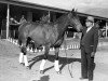 stallion Seabiscuit xx (Thoroughbred, 1933, from Hard Tack xx)