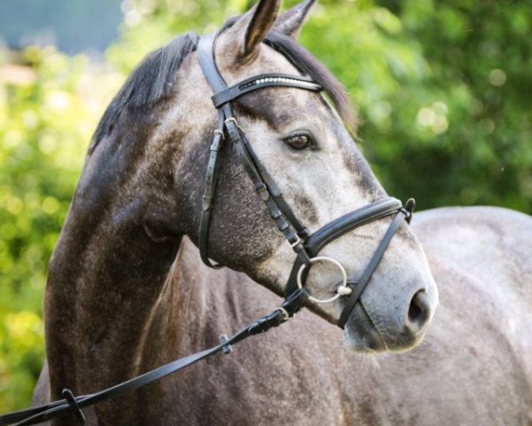 jumper Casquido Fee (Oldenburg show jumper, 2015, from Casquido)