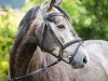 jumper Casquido Fee (Oldenburg show jumper, 2015, from Casquido)