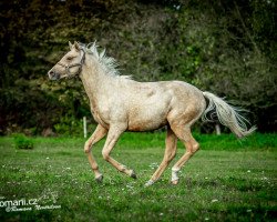 Pferd Promise (Kinsky-Pferd, 2018, von Drak xx)