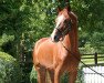 dressage horse Friend of Mine (Westphalian, 2010, from Fürst Fugger)