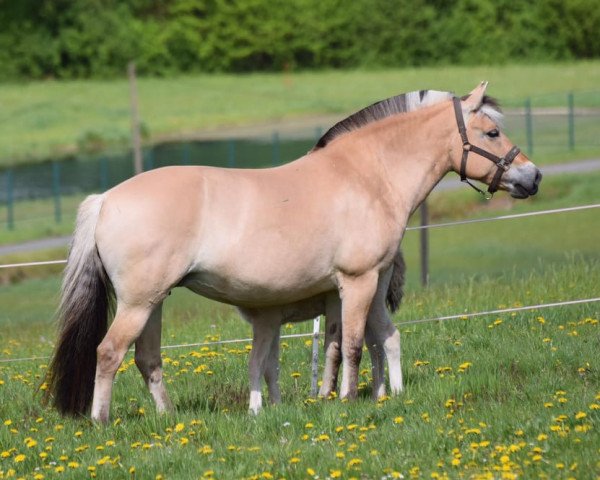 broodmare Ruby (Fjord Horse, 2011, from Kjartan)