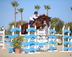 Springpferd Cinderella Z (Zangersheide Reitpferd, 2011, von Carrera VDL)