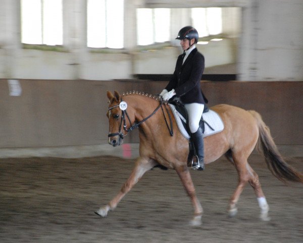broodmare Desiree 574 (German Riding Pony, 2009, from Friedrichshof Dark Gigolo)