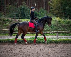 dressage horse Winnetou 959 (German Warmblood, 2008, from Wind Dancer)