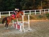 jumper Just Jup (anglo european sporthorse, 2014, from Hinault)